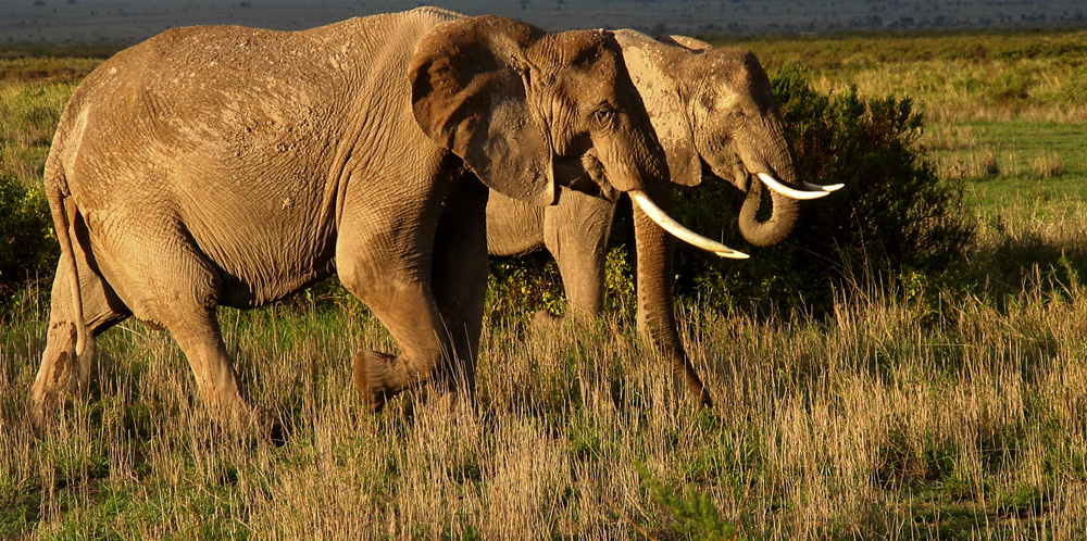 Tuskers at Sunset, Amboseli National Park, Kenya, 2002