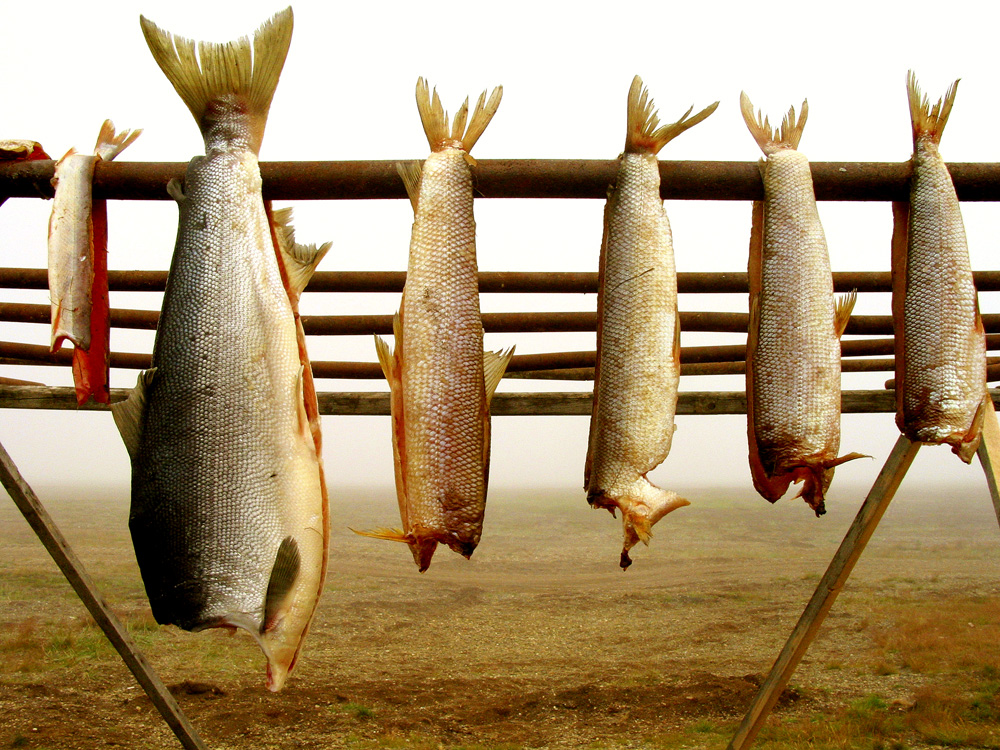 Drying Salmon, Mainapilgino, Siberia, Russia, 2002