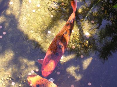 Japanese Tea Garden fish.JPG