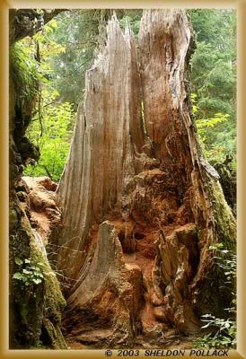 tree-stump--SP--.jpg