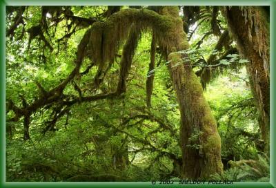 u32/pollackphoto/medium/20714230.tress7SP.jpg