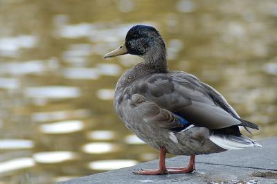 Ducky2.jpg