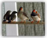 Zebra  Finches and Babies