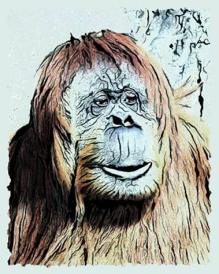 Orangutan