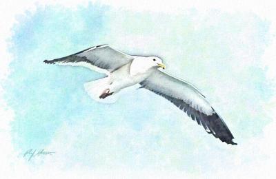 Seagull