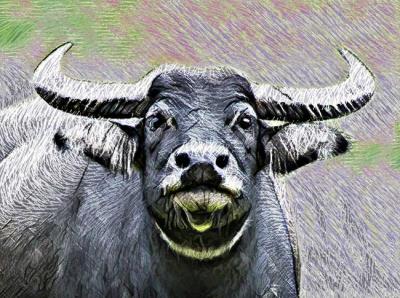 Water Buffalo