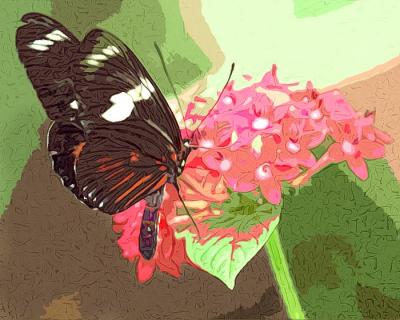 Brown Butterfly