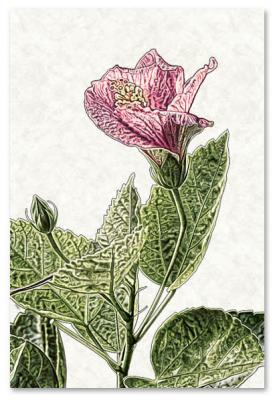 Hibiscus Bud