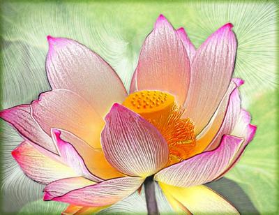 Lotus