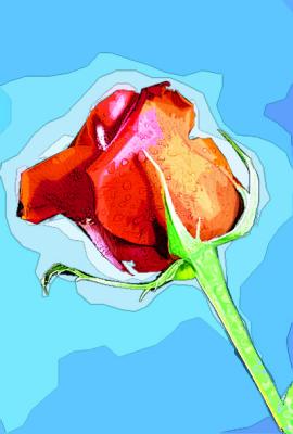 Rose Bud