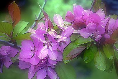 Crabapple Blossoms