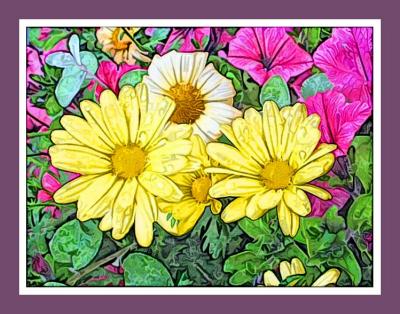 Calendulas