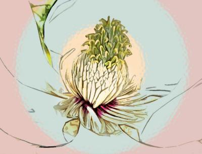 Magnolia
