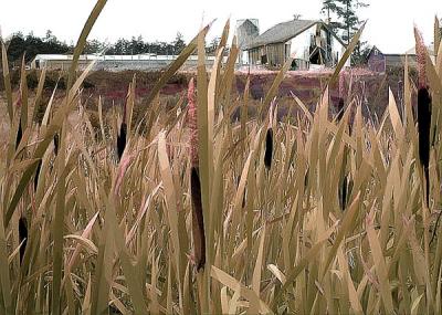 Cattails