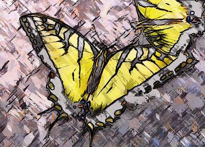 Tiger Swallowtail
