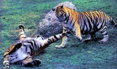 Tiger Play