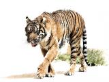 Tiger Sketch