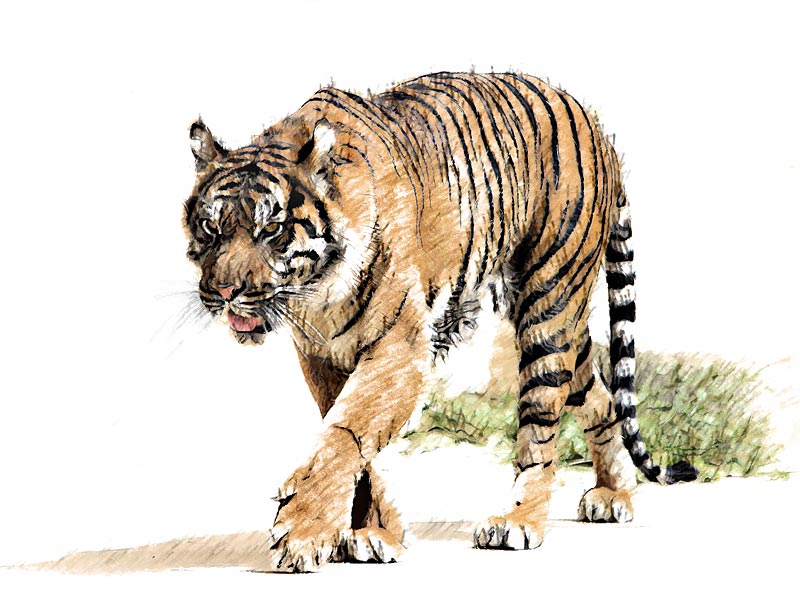 Tiger Sketch