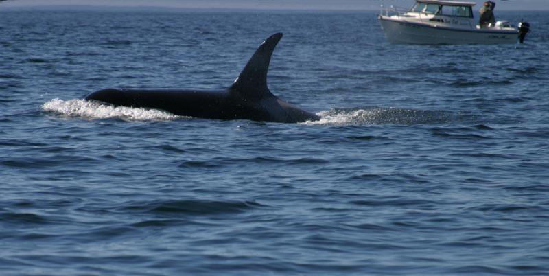 Orca