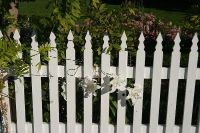 Lilies on the Fence