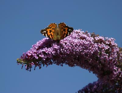 Butterfly Bush