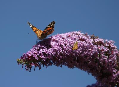 Butterfly Bush