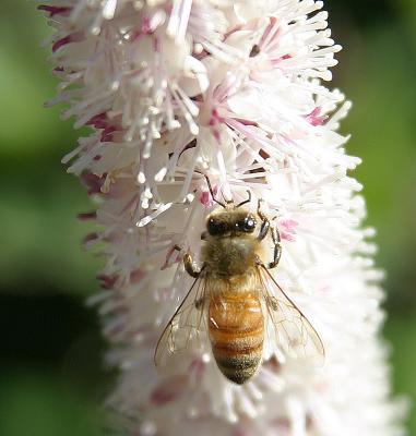 bee