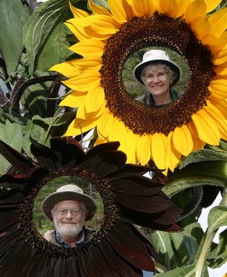 Sunny Old Folks