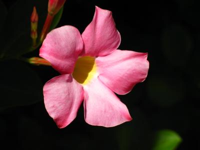 mandevilla