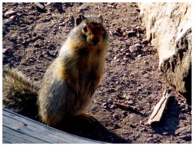 Columbian Ground Squirrel