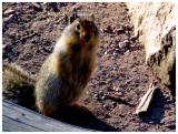 Columbian Ground Squirrel