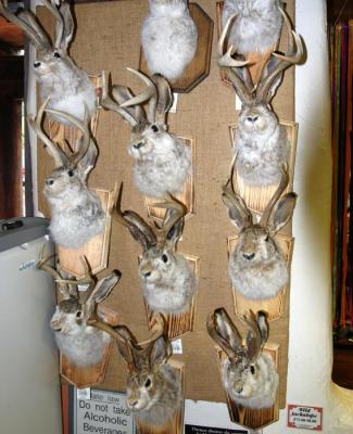 Wild Jackalopes