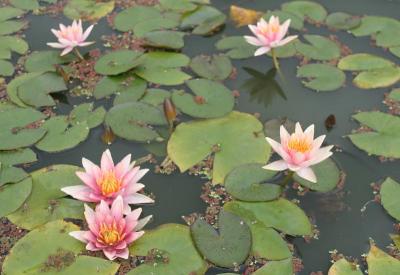 Water Lilies