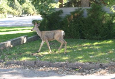 Pet Deer