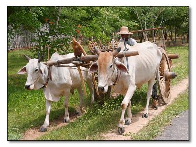 Bullock cart