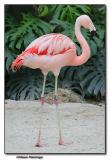Chilean Flamingo