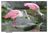 Roseate Spoonbill