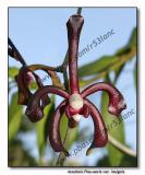 Orchid 12.  Arachnis Flos-aeris insignis (Black Scorpion)