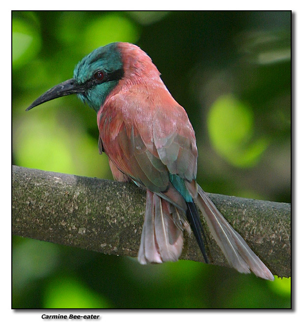 Carmine Bee-eater