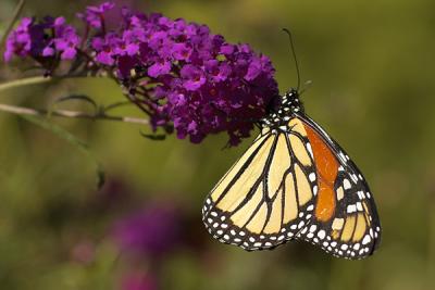 the beautiful monarch