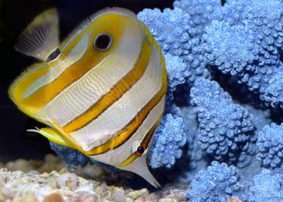 butterfly fish