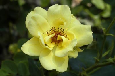 Yellow Prairie Rose