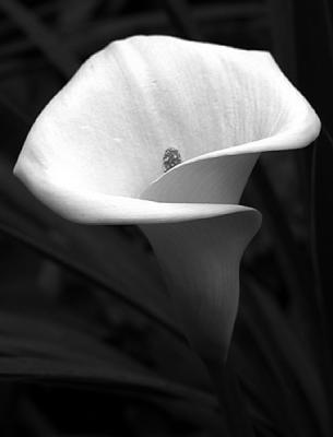 Black and White Flowers