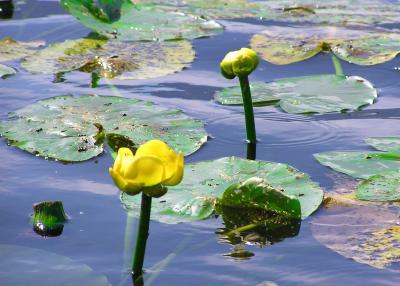 Mud Lake Lily Pads