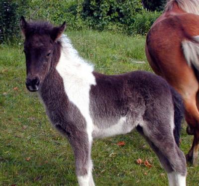 Filly7.JPG