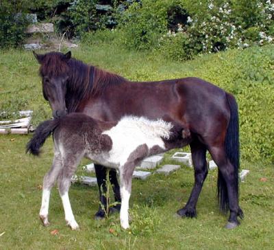 Pair1.JPG
