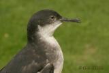Noordse Pijlstormvogel