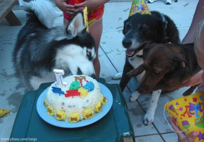 Yes it's a Doggy B-day Party