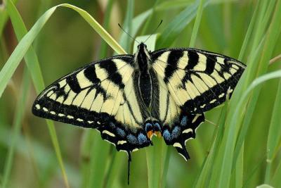 Swallowtail, Kentville