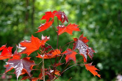 Dappled Norway Maple.jpg